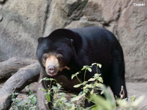 揮別臺北、前進札幌！馬來熊姊弟啟程日本，為保育接棒注入新希望